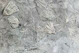 Crinoid Fossils ( Species) - Gilmore City, Iowa #86748-4